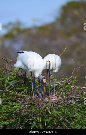 Zwei Holzstorche (Mycteria americana), die in einem Nest aus Zweigen und Zweigen mit grünen Blättern vor blauem Himmel stehen, Wakodahatchee Wetl Stockfoto