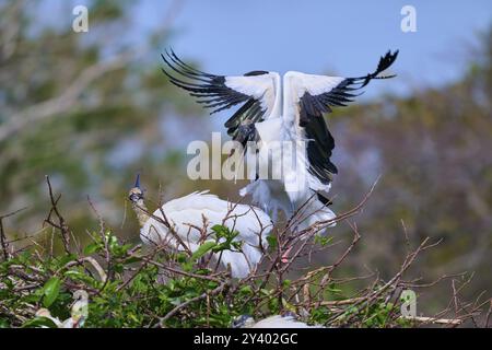 Holzstorch (Mycteria americana), mit ausgebreiteten Flügeln auf einem Nest aus Zweigen in einer natürlichen Umgebung, Wakodahatchee Wetlands, Delray Beach, Flor Stockfoto