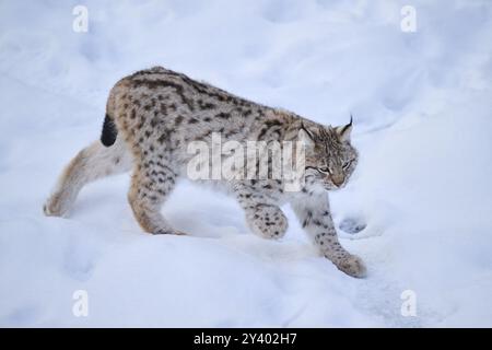 Eurasischer Luchs (Lynx Luchs) im Winter im Schnee spazieren, Bayern, Deutschland, Europa Stockfoto