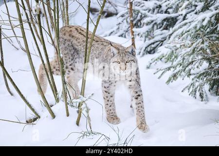 Eurasischer Luchs (Lynx Luchs) im Winter in einem verschneiten Wald spazieren, Bayern, Deutschland, Europa Stockfoto