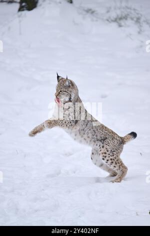 Eurasischer Luchs (Lynx Luchs) spielt im Winter im Schnee, springt in der Luft, läuft, Bayern, Deutschland, Europa Stockfoto