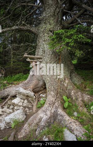 Alte Fichte mit Leck und Riss im Stamm, Gloggnitzerhuette am Rax, Schwarzau im Gebirge, Niederösterreich, Österreich, Europa Stockfoto