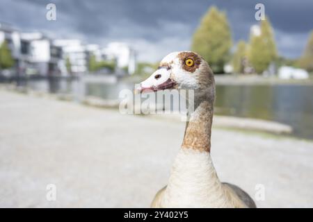 Nilgans (Alopochen aegyptiaca) in Profilansicht, Nahaufnahme, Weitwinkel, Blick nach links, stehend auf einem Weg, ein See und Gewerbegebäude sind Stockfoto