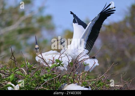 Holzstorch (Mycteria americana), mit ausgebreiteten Flügeln auf einem Nest aus Zweigen in einer natürlichen Umgebung, Wakodahatchee Wetlands, Delray Beach, Flor Stockfoto