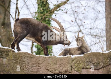 Alpensteinbock (Capra Steinbock) männlich und weiblich auf einem Felsen im Winter, Schnee, Bayern, Deutschland, Europa Stockfoto