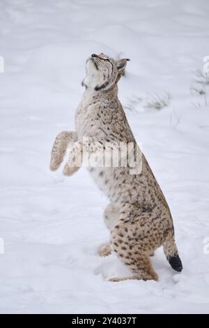 Eurasischer Luchs (Lynx Luchs) spielt im Winter im Schnee, springt in der Luft, läuft, Bayern, Deutschland, Europa Stockfoto