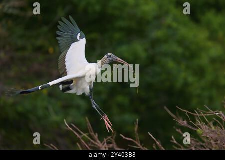 Holzstorch (Mycteria americana), fliegt durch ein Waldgebiet mit einem Stock im Schnabel, Wakodahatchee Wetlands, Delray Beach, Florida, USA, Nord Am Stockfoto