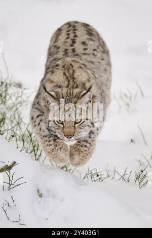 Eurasischer Luchs (Lynx Luchs) läuft im Winter in einem verschneiten Wald, Bayern, Deutschland, Europa Stockfoto