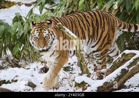 Sibirischer Tiger (Panthera tigris altaica), der im Winter durch die Büsche wandert, in Gefangenschaft, Deutschland, Europa Stockfoto