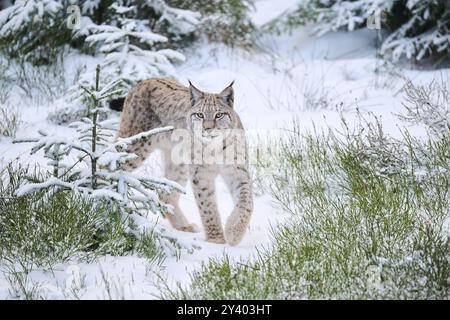 Eurasischer Luchs (Lynx Luchs) im Winter in einem verschneiten Wald spazieren, Bayern, Deutschland, Europa Stockfoto