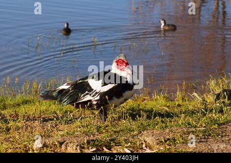 Eine Ente in der Nähe eines Sees mit zwei schwimmenden Vögeln und grasbewachsenem Ufer, Moschusente, Moschusente (Cairina moschata), Barbarenente, Warzenente, Spanien, Stockfoto