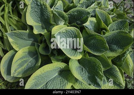 Blätter einer Funkia (Hosta), Bayern, Deutschland, Europa Stockfoto