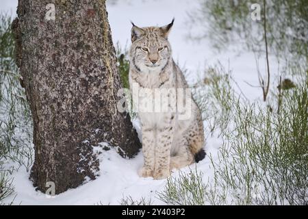 Eurasischer Luchs (Lynx Luchs) sitzt im Winter in einem verschneiten Wald, Bayern, Deutschland, Europa Stockfoto