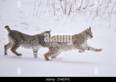 Eurasischer Luchs (Lynx Luchs) spielt im Winter im Schnee, läuft, Bayern, Deutschland, Europa Stockfoto