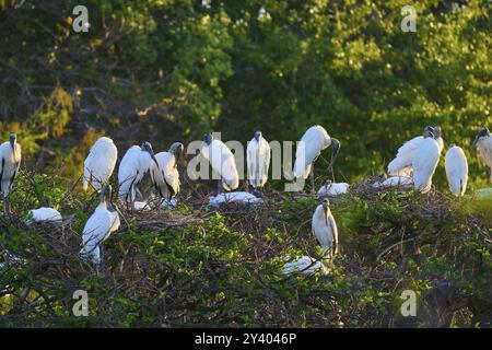 Eine Gruppe von Holzstorchen (Mycteria americana), die bei Sonnenuntergang auf Nestern in den Bäumen thront, Wakodahatchee Wetlands, Delray Beach, Florida, USA, Nord-Ame Stockfoto