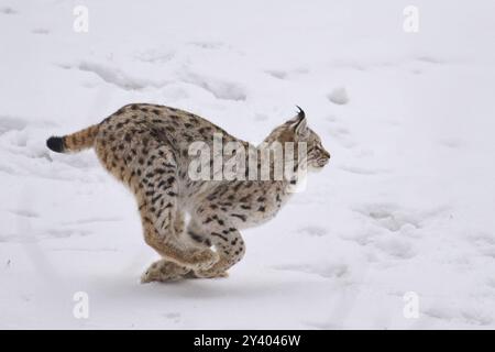 Eurasischer Luchs (Lynx Luchs) läuft im Winter im Schnee, Bayern, Deutschland, Europa Stockfoto