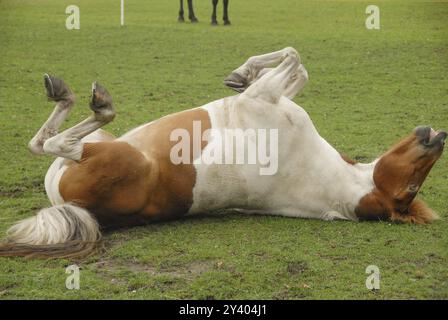 Ein braun-weißes Pferd rollt spielerisch auf einer grünen Wiese im Gras, Borken, westfalen Stockfoto