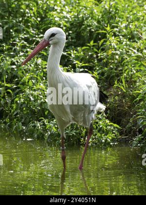 Weißstorch mit schwarzem Gefieder und rotem Schnabel, der durch flaches Wasser vor grüner Vegetation spaziert, rheine, deutschland Stockfoto