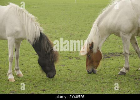 Zwei Pferde mit weißem Fell weiden friedlich nebeneinander auf einer grünen Wiese, Borken, westfalen Stockfoto