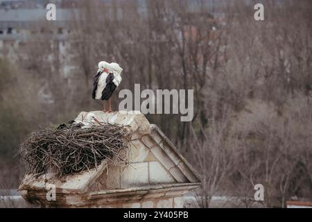 Urban Wildlife Sanctuary: Storch nistet auf einem Dach in Zamora (Castile and Leon, Spanien) Stockfoto