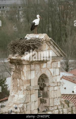 Urbanes Schutzgebiet - Storch nistet auf einem alten Glockenturm in Zamora (Kastilien und Leon, Spanien) Stockfoto