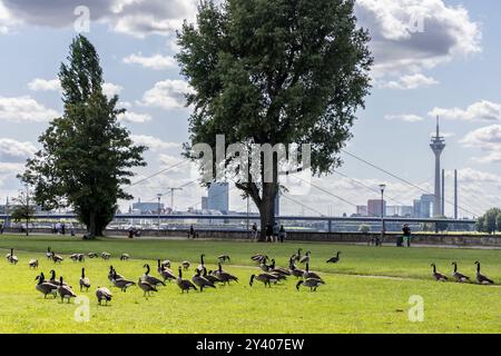 Düsseldorf, Deutschland - 25. August 2024: Stadtansicht von Düsseldorf am Rhein im Sommer. Im Vordergrundgang Gänse auf einer Wiese am rhein Stockfoto