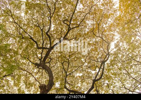 Zwei Bäume mit gelben Blättern mit großen Zweigen. Im Sommer wachsen hoch aufragende Bäume von unten. Stockfoto