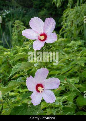 Zwei leuchtende Blumen der Sumpfrosen-Malve (Hibiscus moscheutos) schmücken einen Sommergarten, deren zarte rosafarbene Blüten sich wunderbar von der üppigen gre abheben Stockfoto