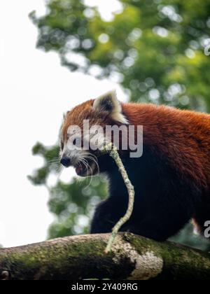 Roter Panda mit einem Stock, den er in einem Baum gefunden hat. Stockfoto