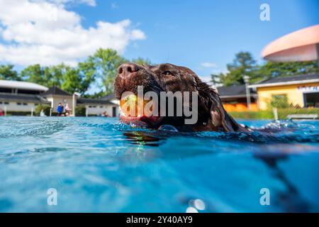 Waltershausen, Deutschland. September 2024. Labrador Hund Daisy schwimmt im Pool mit einem Ball im Mund. Am Ende der thüringischen Freibad-Saison organisiert das Freibad in Waltershausen ein Hundeschwimmbad. Quelle: Jacob Schröter/dpa/Alamy Live News Stockfoto