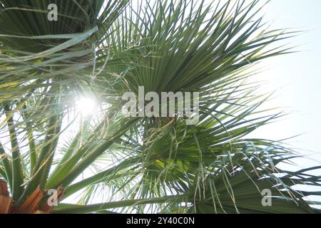 Die Arecaceae sind eine Familie von mehrjährigen, blühenden Pflanzen in der Einkottenordnung Arecales. Washingtonia Robusta, bekannt als mexikanischer Fan Stockfoto