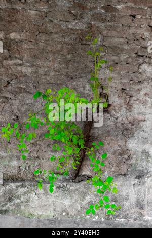 Junge grüne Pflanze, die durch Risse in Ziegelmauern wächst. Stockfoto