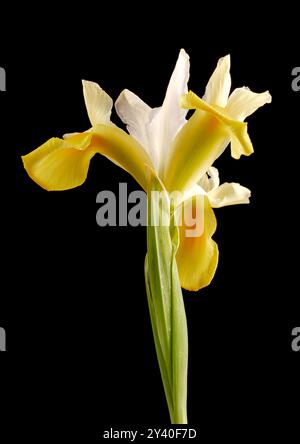 Gelb und weiß Iris Studio Stillleben Stockfoto