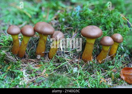 Eine Reihe von sieben tödlichen Webcap-Pilzen auf einem Vorfuß, Hamsterley Forest, County Durham, England, Großbritannien. Stockfoto