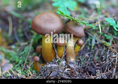 Mall Gruppe tödlicher Webcap Pilze, Hamsterley Forest, County Durham, England, Großbritannien. Stockfoto