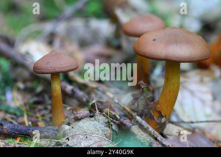 Drei tödliche Webcap-Pilze, Hamsterley Forest, County Durham, England, Großbritannien. Stockfoto