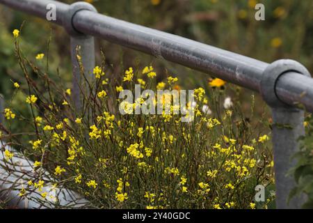 Aus nächster Nähe sehen Sie gelbe Wildblumen, die in der Nähe eines Metallgeländes wachsen, umgeben von Grün und anderen Pflanzen in einer natürlichen Umgebung. Stockfoto