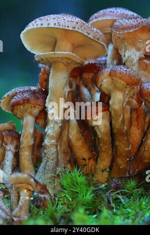 Knollenpilz wächst aus einem toten Baumstamm, Hamsterley Forest, England, Großbritannien. Stockfoto