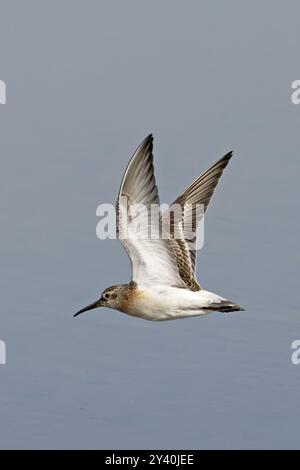 Curlew Sandpiper (Calidris ferruginea) Norfolk August 2024 Stockfoto