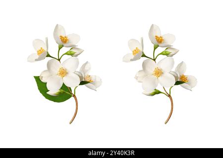 Jasminblüten (Philadelphus coronarius) isoliert auf weißem Hintergrund. Element zum Erstellen von Designs, Karten, Mustern, Blumenarrangements, Rahmen, wir Stockfoto