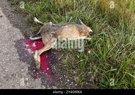 Toter Hase am Straßenrand und auf dem Feld Stockfoto