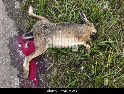 Toter Hase am Straßenrand und auf dem Feld Stockfoto