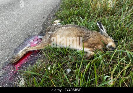 Toter Hase am Straßenrand und auf dem Feld Stockfoto