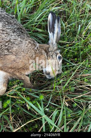 Toter Hase am Straßenrand und auf dem Feld Stockfoto