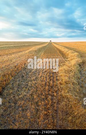 Ein einsamer Baum auf einem Feld mit geerntetem Weizen. Stockfoto