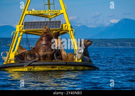 Eine Gruppe von Steller Sea Lions fuhr auf einer Wetterboje in der Salish See Stockfoto