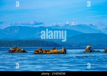 Gruppen von Steller Seelöwen zogen auf einem Felsen auf Mitlenatch Island Stockfoto