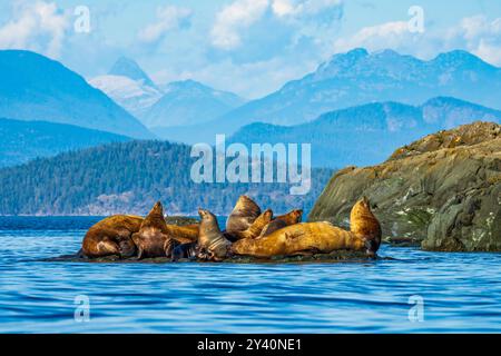 Eine Gruppe von Steller Sea Lions wurde auf einem Felsen auf Mitlenatch Island ausgetragen Stockfoto