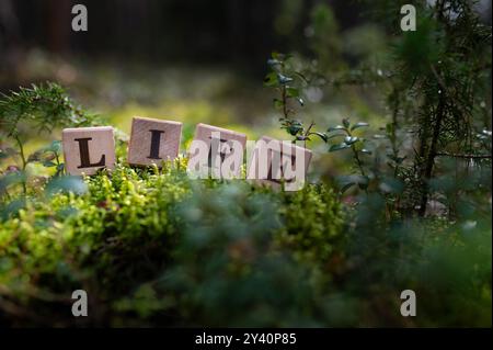 Feierlichkeiten zum Leben am 22. Januar. Tag Des Weltnaturschutzes. Klimawandel Baku 2024 . Lebenswort auf Holzblöcken mit Natur, Wald, Moos Ba Stockfoto