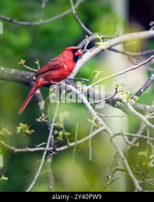 Ein lebhafter Nordkardinal (Cardinalis cardinalis) thront anmutig auf einem aufblühenden Baumzweig und läutet den Frühling in Minnesota ein. Stockfoto